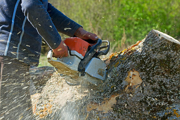 Tree Service Company in Chesapeake, VA